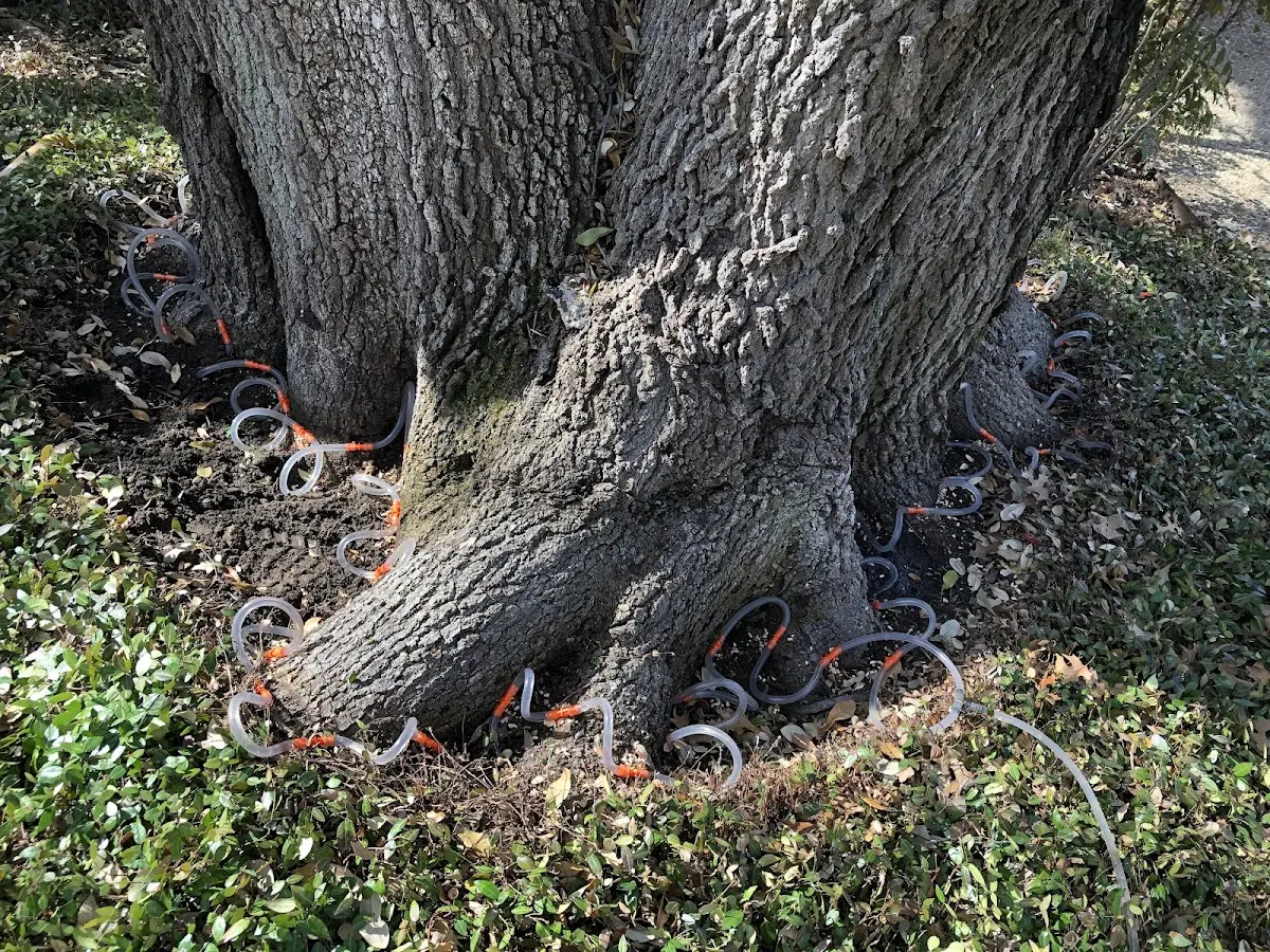 Detailed Tree Cabling and Bracing job site in Butte Falls